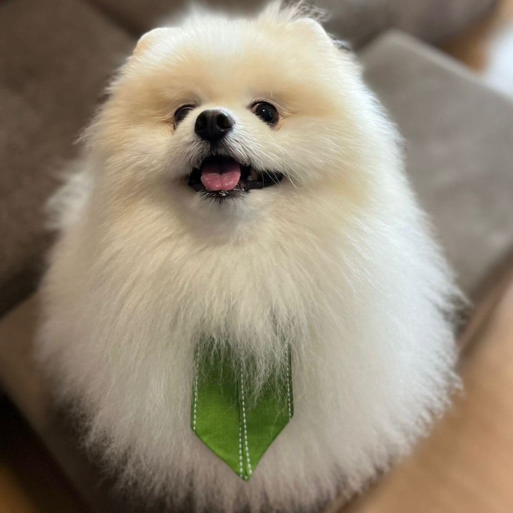 Spitz Alemão em momento de cuidado