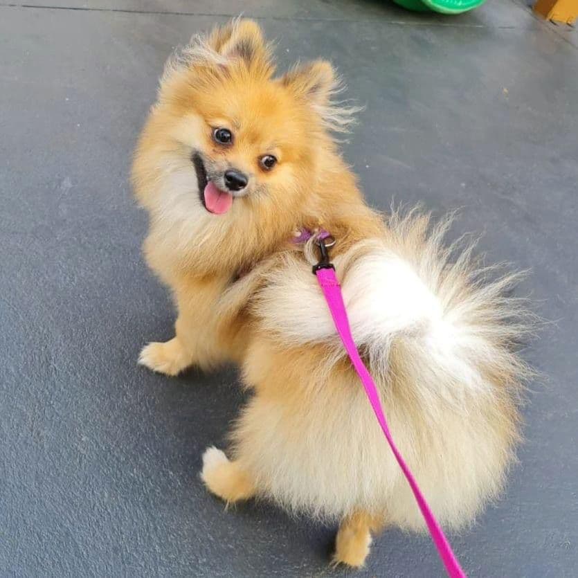 Cão do Canil Ágape em ambiente interno
