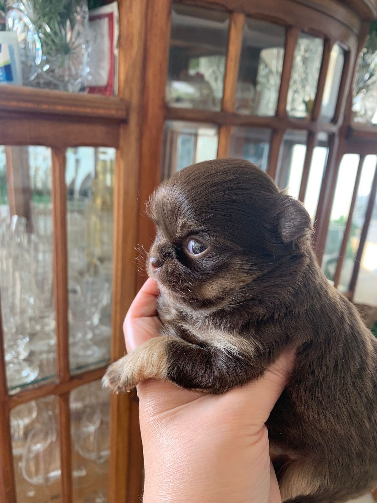 Cão de pequeno porte do Canil Ágape