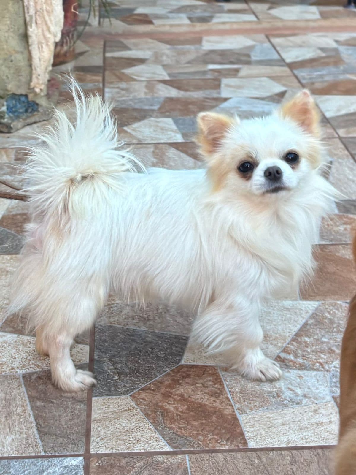 Chihuahua de pelagem clara
