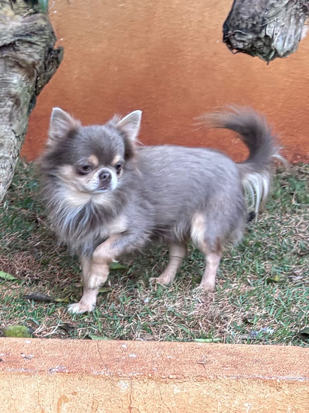 Chihuahua do plantel Ágape