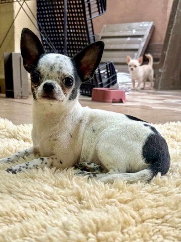 Chihuahua em ambiente familiar