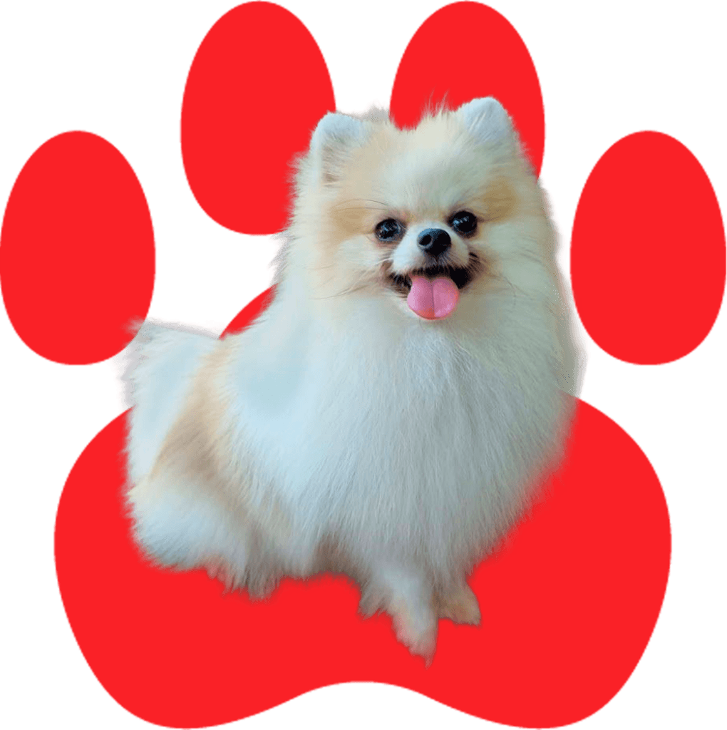 Spitz Alemão do Canil Ágape